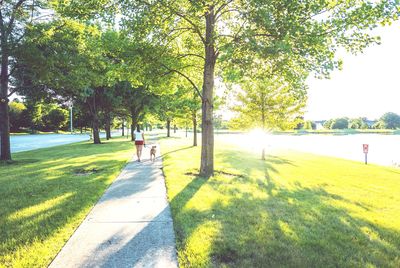 Trees in park