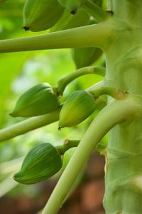 Close-up of fruit growing on plant