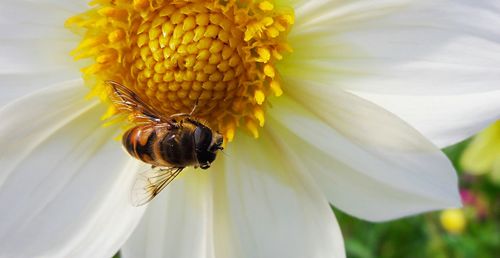 Close-up of bee on yellow flower