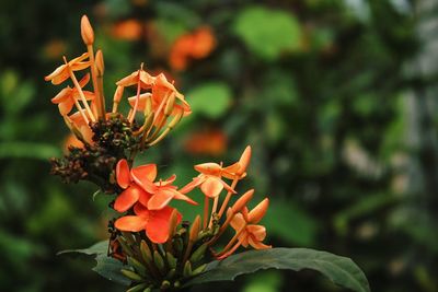 Close-up of orange flowering plant