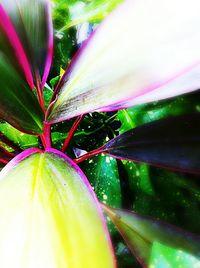 Close-up of flower