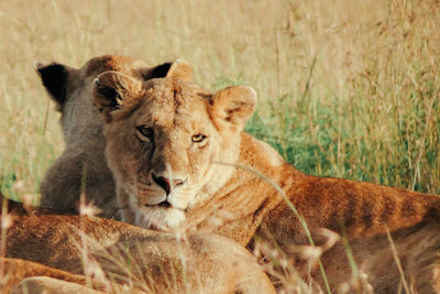 Lioness sitting in savannah grass in masai mara national reserve, kenya