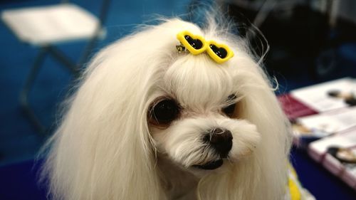 Close-up portrait of a dog