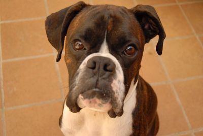 Close-up portrait of dog