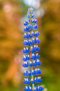 Lupine flower in evening sunset light. beautiful colours