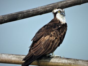 Osprey with angry look 