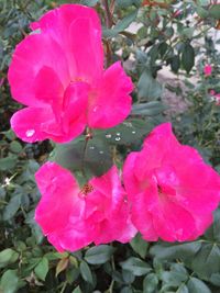 Close-up of pink flower growing in garden
