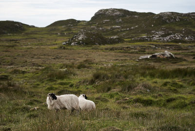 Sheep in a field