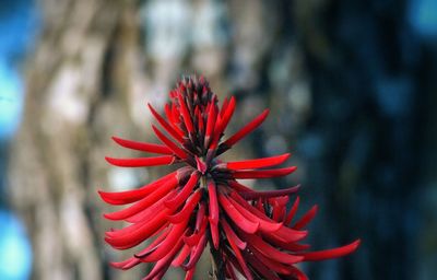 Close-up of red flower