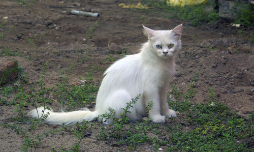 Portrait of white cat on field