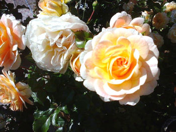 Close-up of yellow rose blooming outdoors