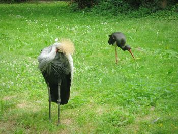 View of birds on grass