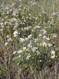 Flowers blooming on field