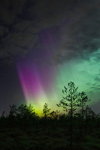 Low angle view of silhouette trees against sky at night