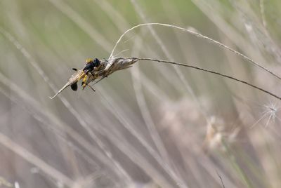 Close-up of spider