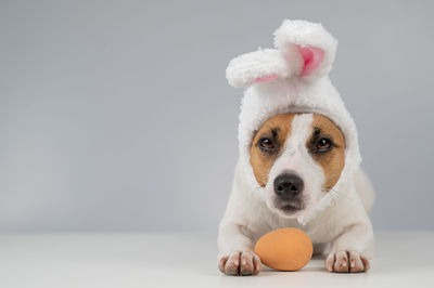 Close-up of dog with teddy bear