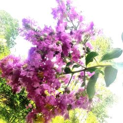 Low angle view of pink flowers