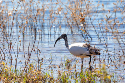 Side view of a bird in water