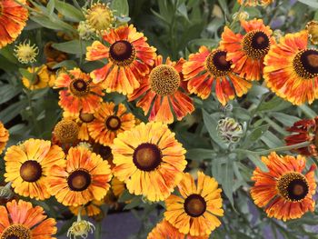 Close-up of yellow flowering plants