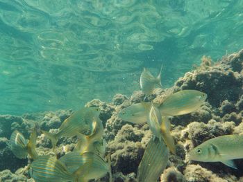 Fish swimming in sea