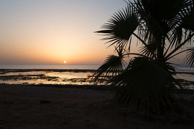 Silhouette palm trees on beach against sky during sunset