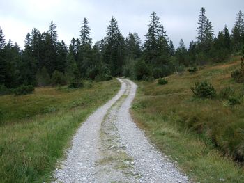 Road passing through forest