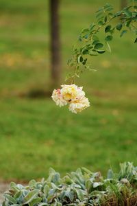 Close-up of white flowering plant on field