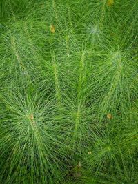 Full frame shot of grass