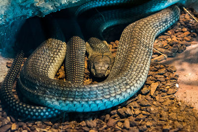 Close-up of snake on pebbles