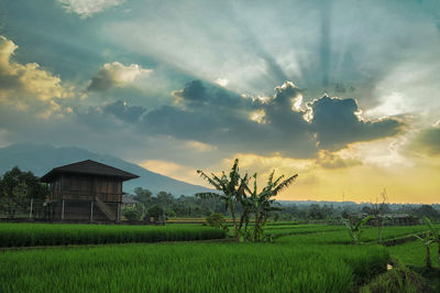 Scenic view of agricultural field against sky during sunset