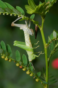 Close-up of insect on plant