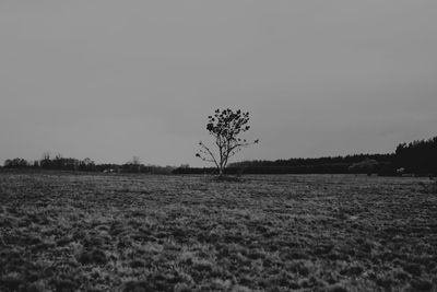 Scenic view of field against clear sky