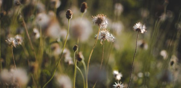 Close-up of flowering plants on land