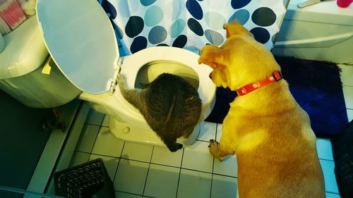 High angle view of dog looking at cat on toilet bowl in bathroom at home