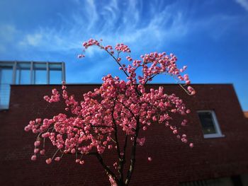 Low angle view of pink flowering tree against sky