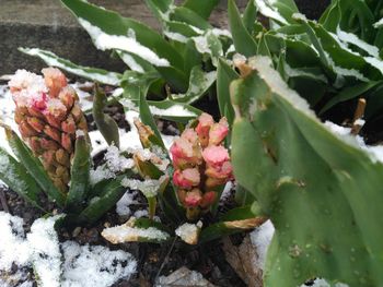 Close-up of prickly pear cactus