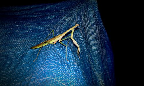 Close-up of insect on blue surface