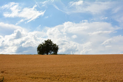 Golden grain field before harvest, with a tree in the middle and lots of sky