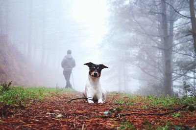 View of dog in forest