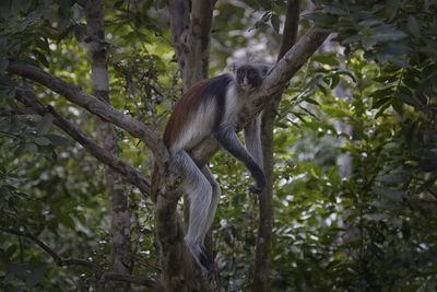 Monkey in a forest