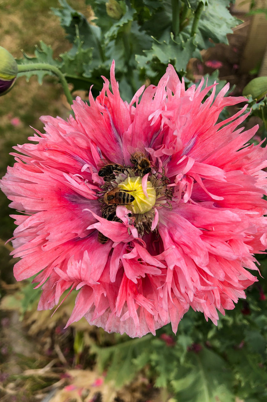 CLOSE-UP OF BEE POLLINATING ON FLOWER