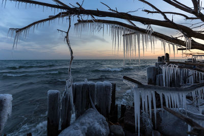 Dusk at the shore with ice covered trees