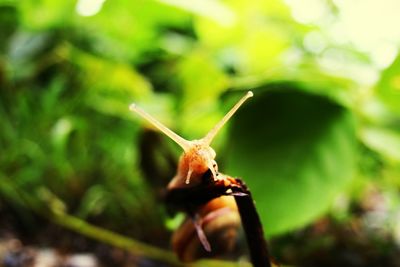 Close-up of insect on leaf