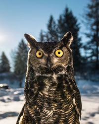 Close-up of owl against sky during winter