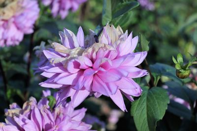 Close-up of pink flowering plant