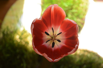 Close-up of red flower