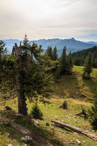 Trees in forest against sky