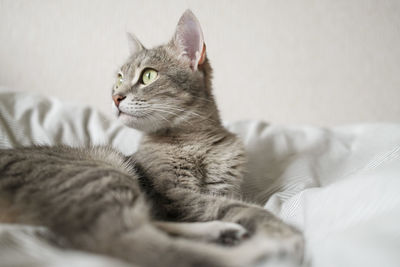 Cat looking away