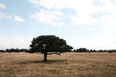 Tree on field against sky