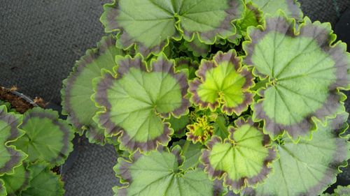 High angle view of green leaves on plant